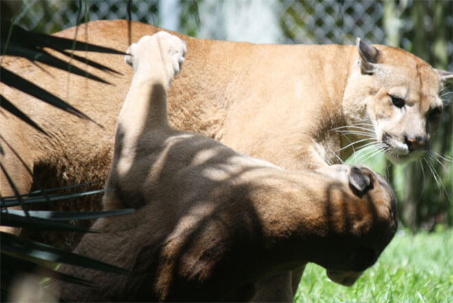 Top 12 Party Bus Rentals Davie FL - Price 4 Limo